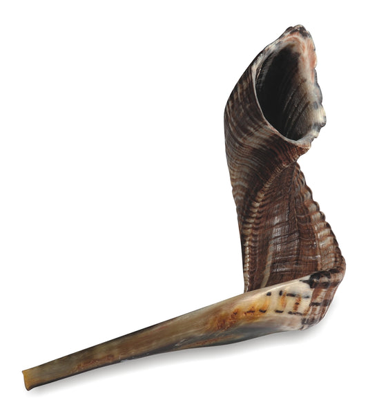 SHOFAR #7 - XXX